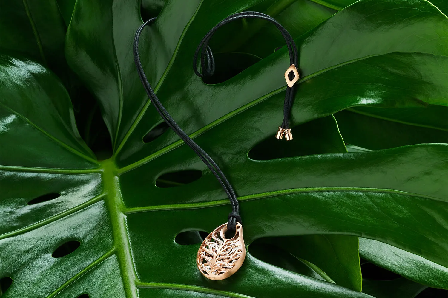 Malalan_Gaea_Monstera_Aboutus